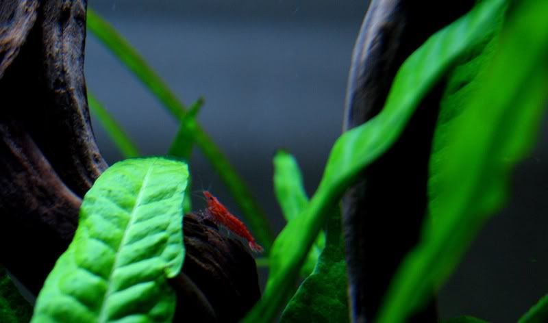 cherry1.jpg