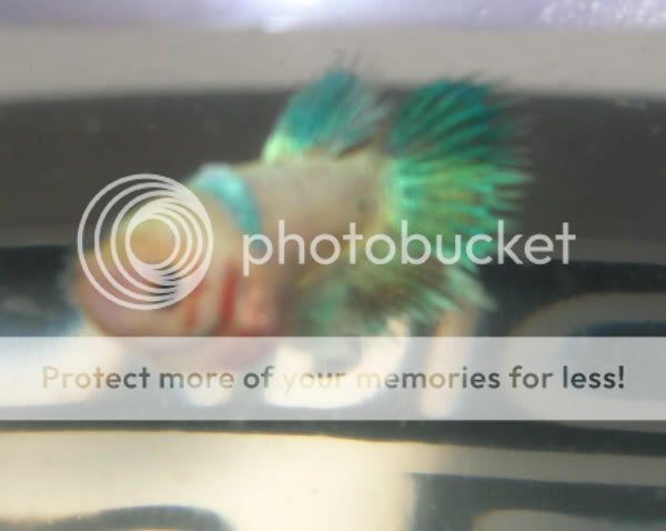 Deskbuddies027.jpg