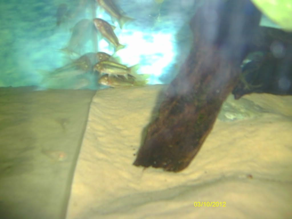 greenlasercories004_zps2bae3d8b.jpg
