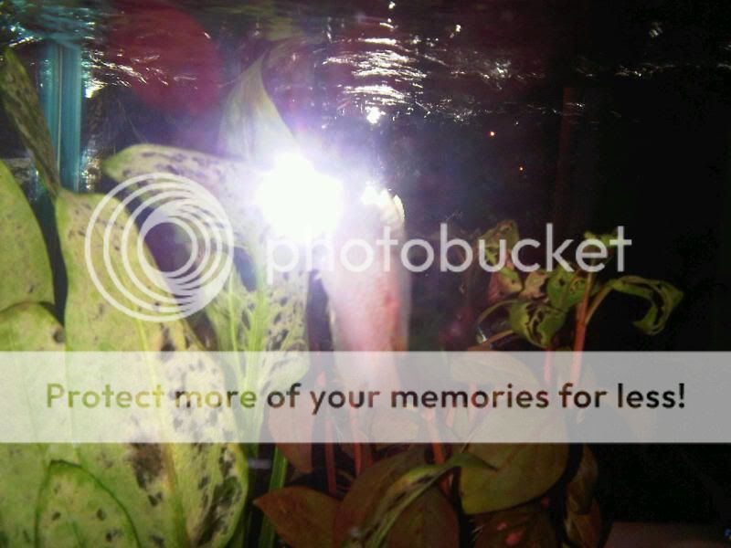 IMG00599-20110811-2213.jpg