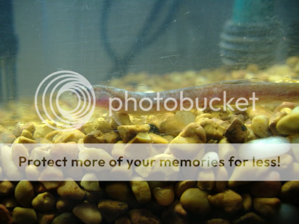 fishtank049.jpg