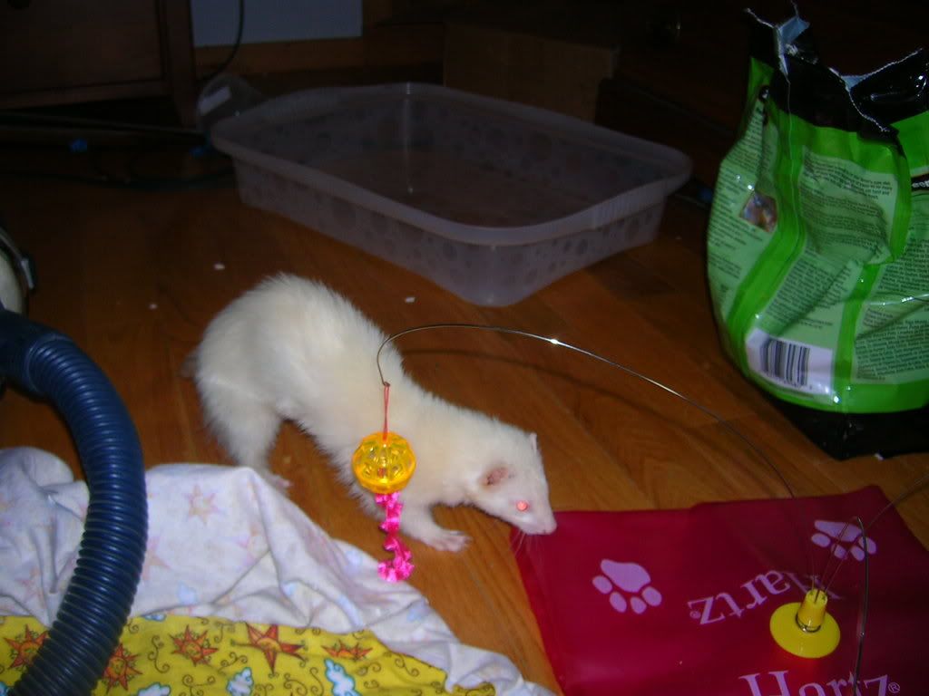 ferrets005.jpg
