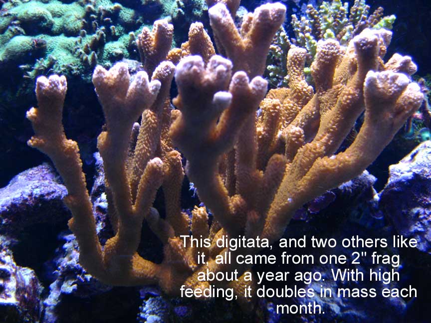 Oct2010Digitata.jpg