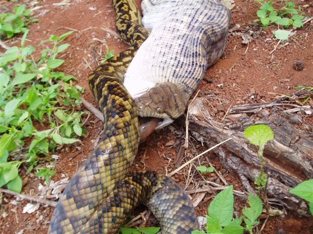 snake9.jpg