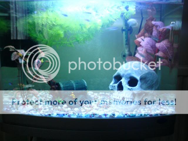 fishes005.jpg