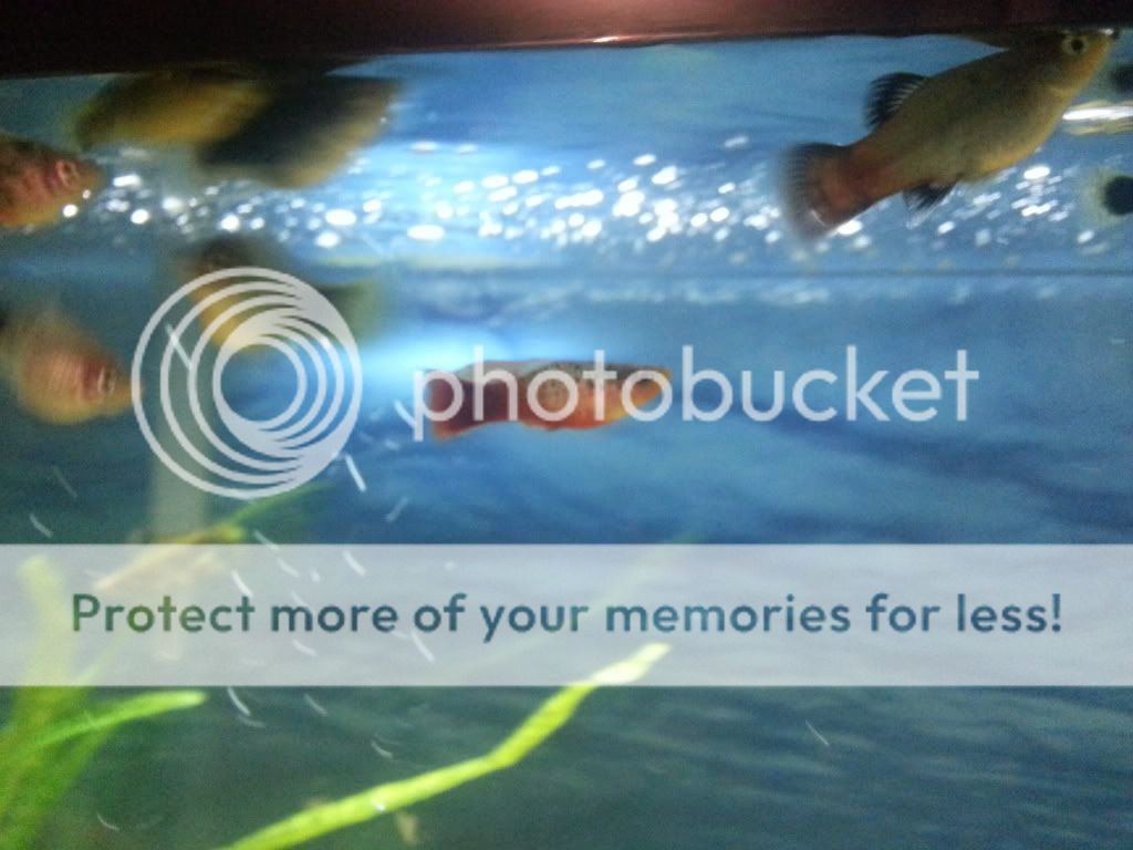 20121028_202602_zpsad0dc4e7.jpg