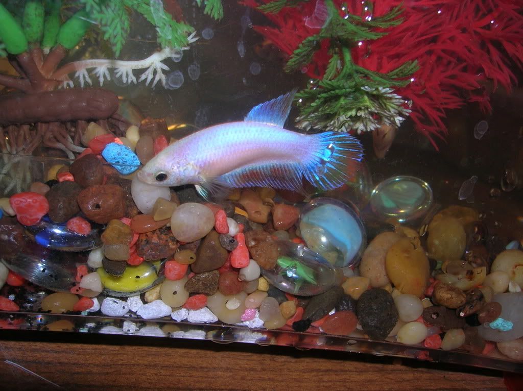Newfishies1002.jpg