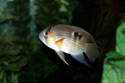 keyhole-cichlid-profile.jpg