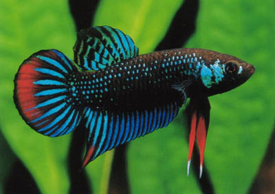 Betta%20imbellis.jpg