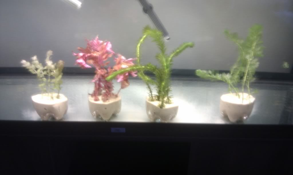 IMAG0217.jpg
