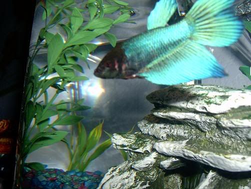 fish--kittens022.jpg