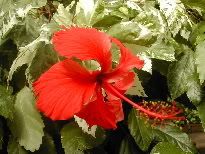 Flower3.jpg