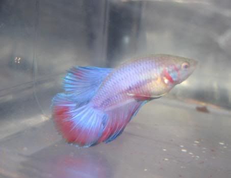 Fish425.jpg