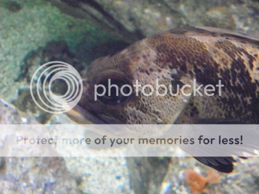 Aquarium38.jpg