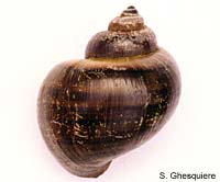 pomacea_bridgesi_bl1_back.jpg