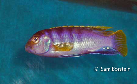 mbambam.jpg