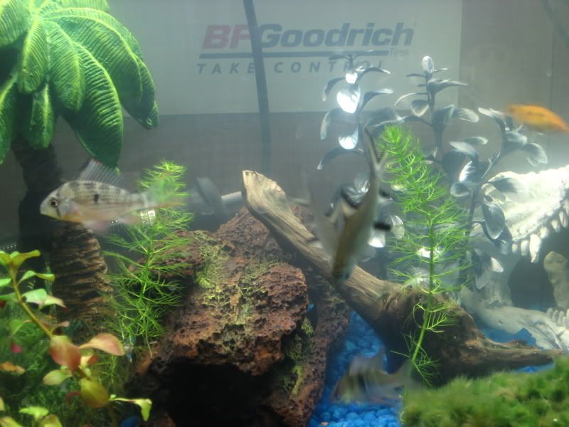 fish031.jpg