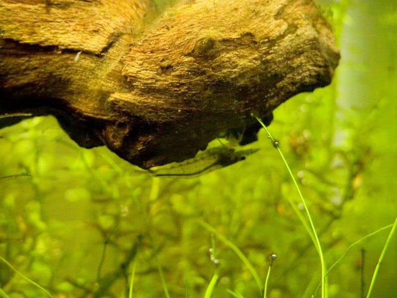 Fishcube17.jpg