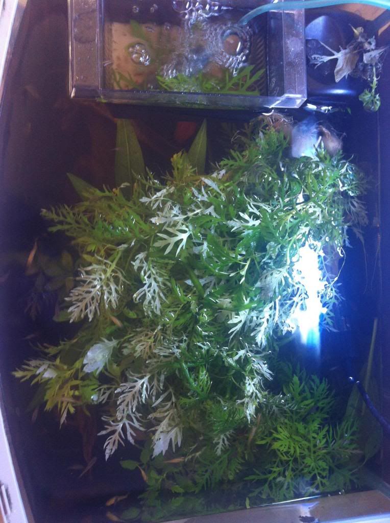 image_zpsfc66c578.jpg