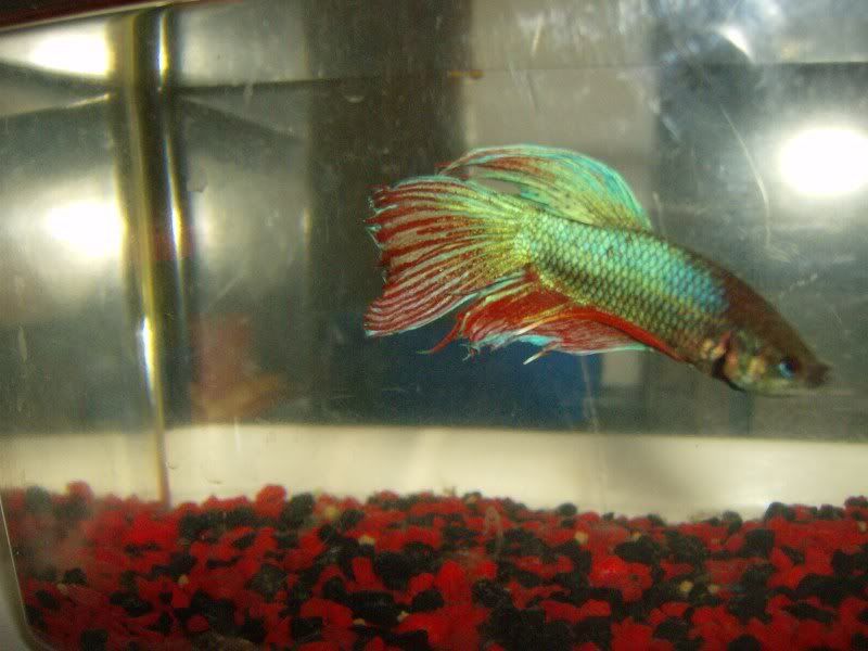 Goodfishpics038.jpg