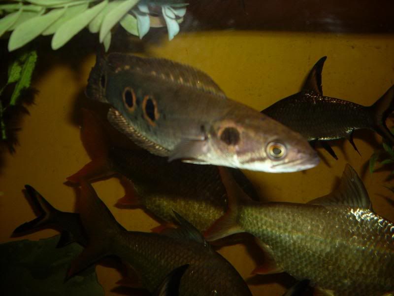 minipuffer155.jpg