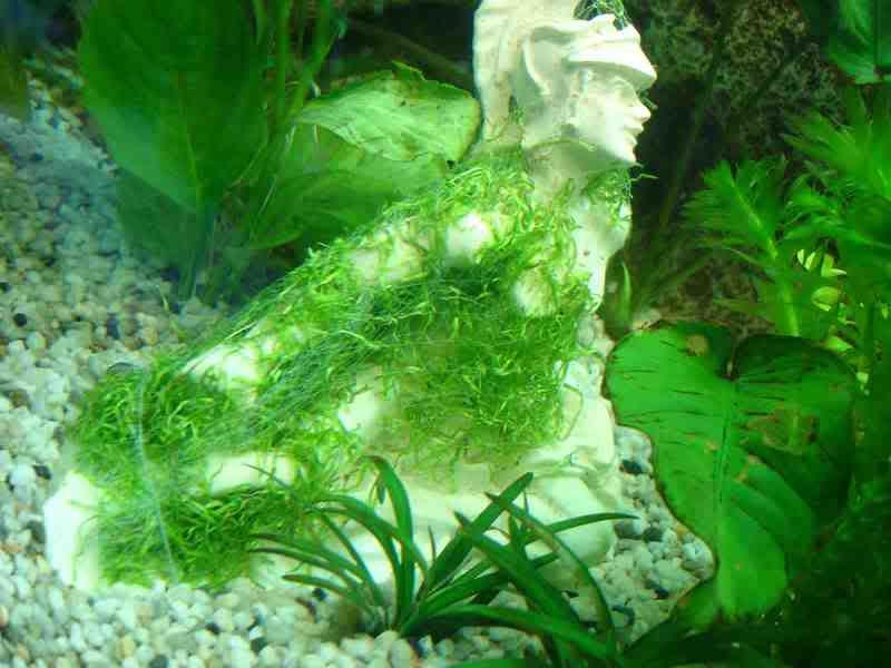 Riccia2.jpg