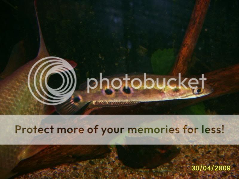 newoakwoodtanklook069.jpg