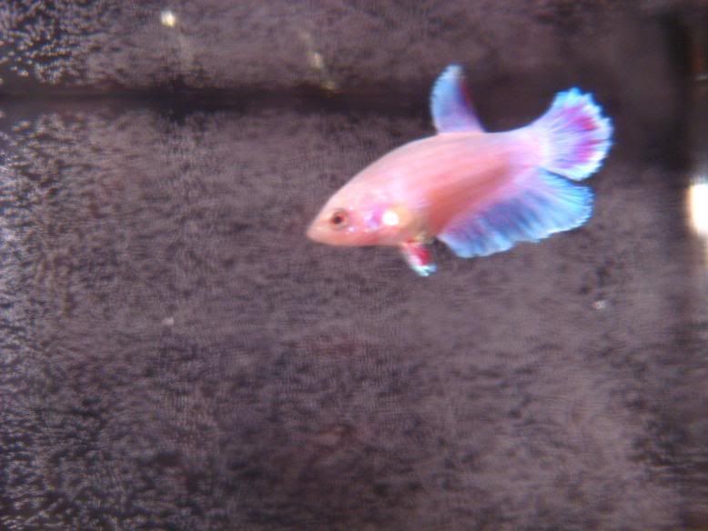 Fish505.jpg