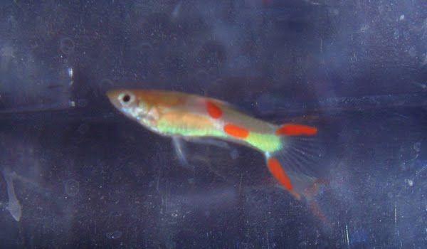 Albino-Med.A.jpg