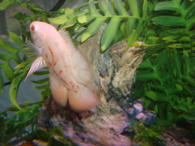 tropicalfish012.jpg