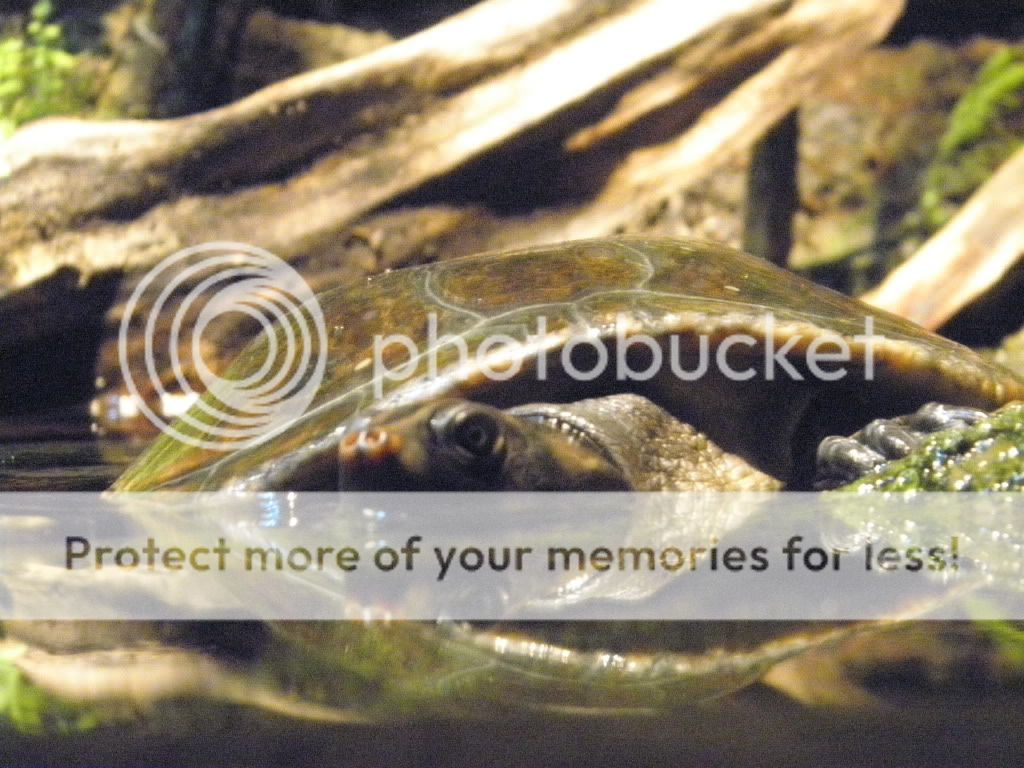 Aquarium40.jpg