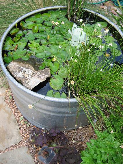 Container%20pond%208_06.JPG