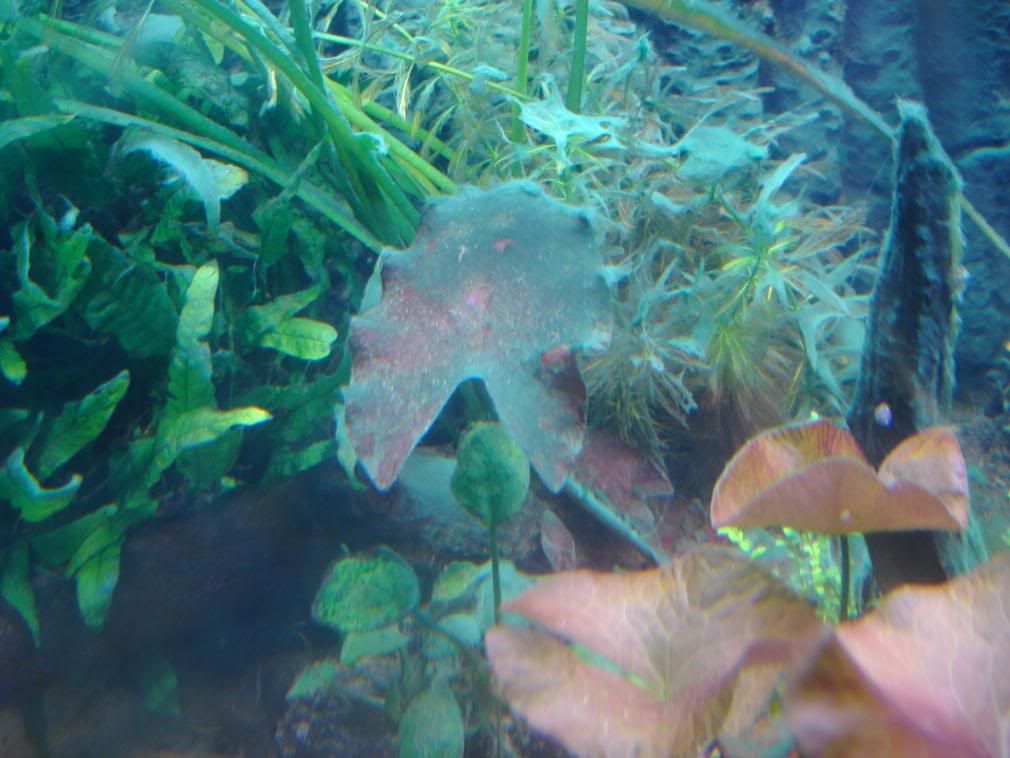 IMAG0018-2.jpg