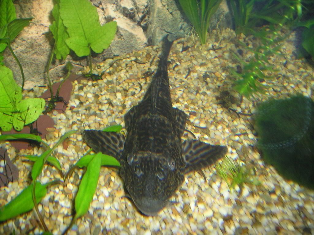 fishstuffforsale001.jpg