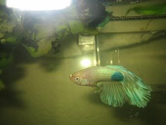 bettas037.jpg