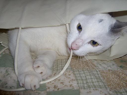 animales00722.jpg