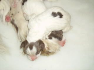 pups042.jpg