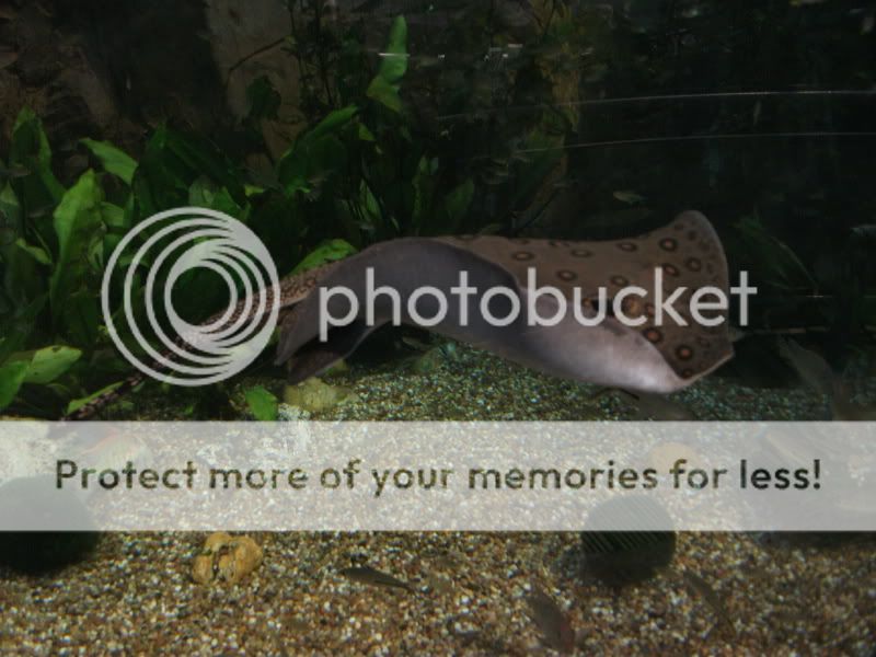 bluereef135.jpg