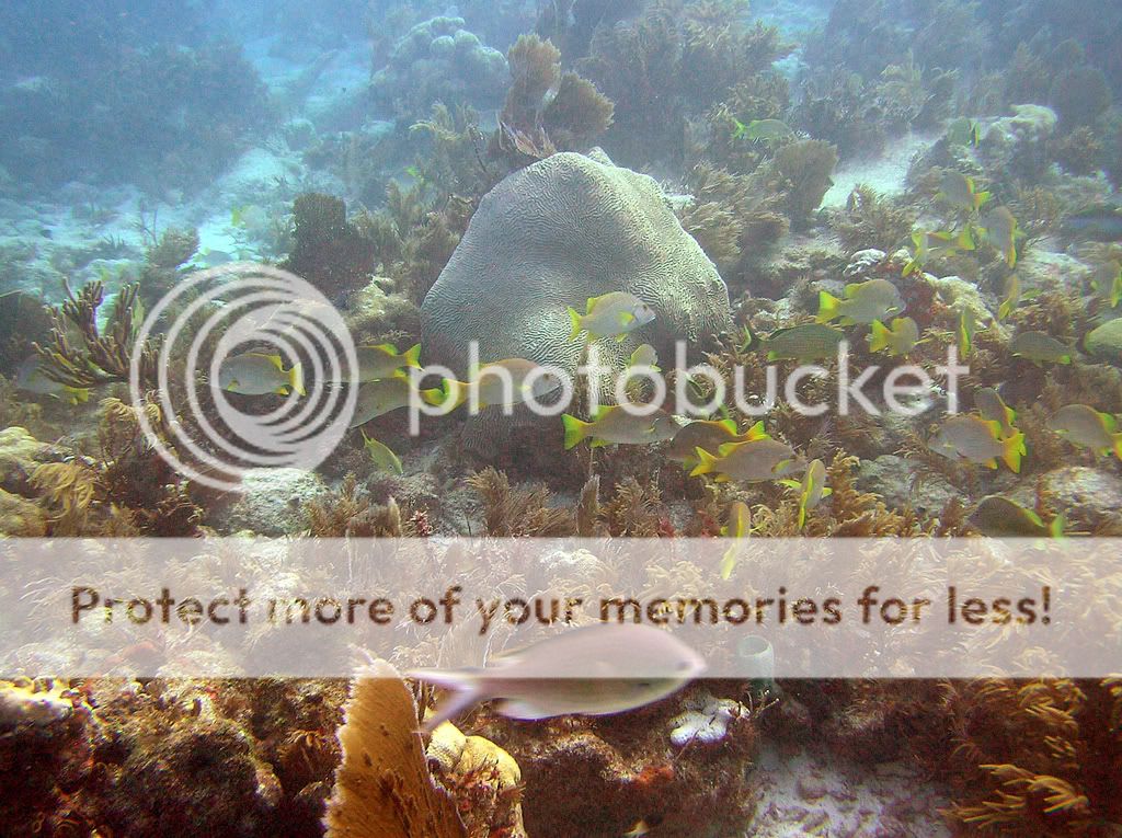 reefscenemollassesreef.jpg