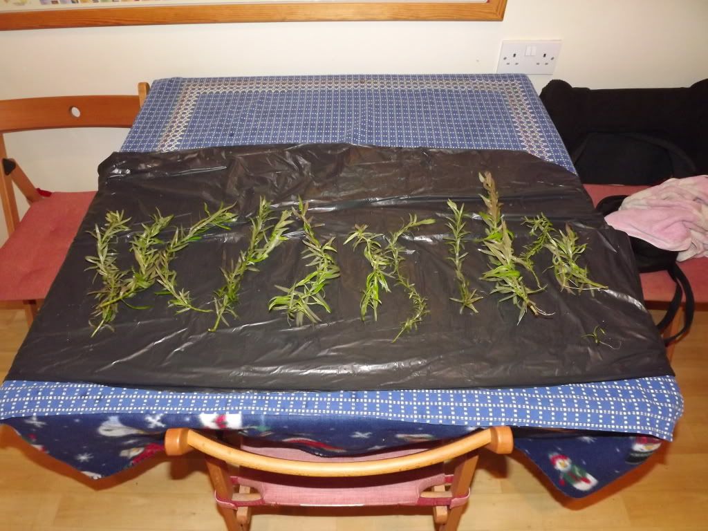 plants016.jpg