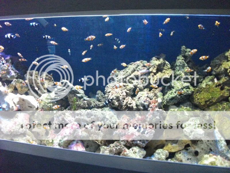 bluereef181.jpg