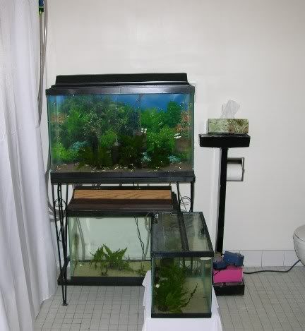 Bathroomtanks10-04-07.jpg