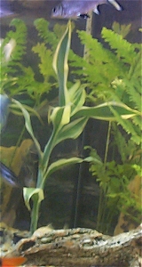 plants4.jpg