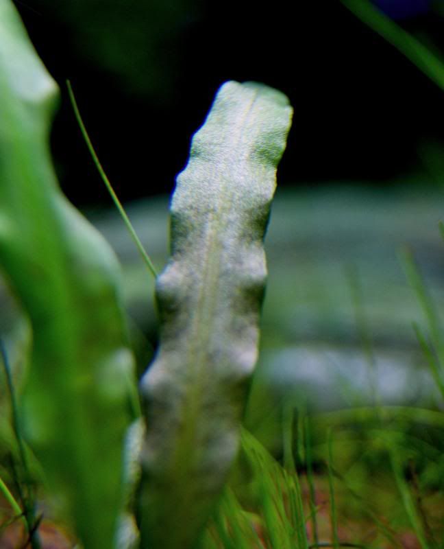 shrimp5.jpg