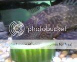 Pleco.jpg