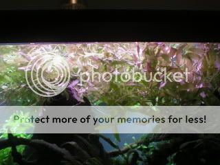 plants001.jpg