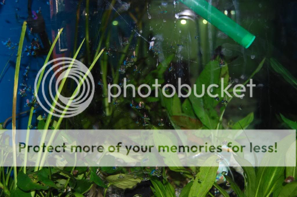 Nikonfirstday008.jpg