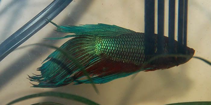 sickfish.jpg