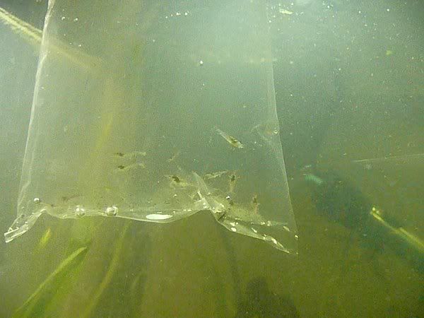 shrimp1.jpg