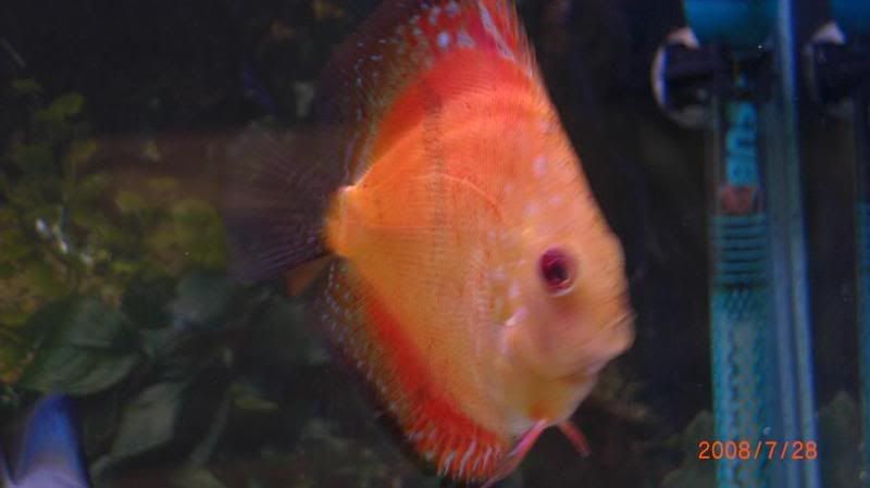 discus10.jpg